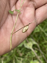 Crotalaria pumila