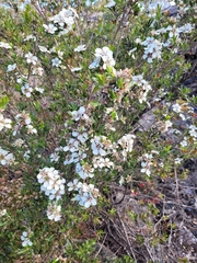 Leptospermum lanigerum