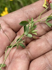 Crotalaria pumila