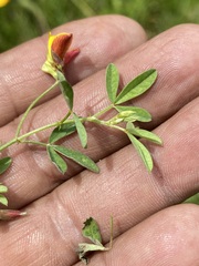 Crotalaria pumila