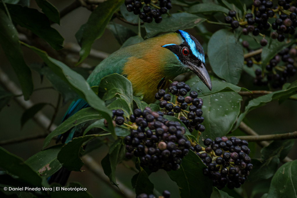Blue-diademed Motmot