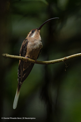 Phaethornis longirostris