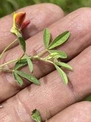 Crotalaria pumila