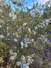Leptospermum lanigerum