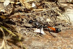 Ammophila sabulosa
