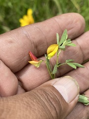 Crotalaria pumila