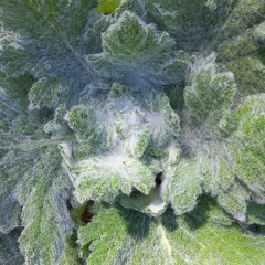 Salvia aethiopis