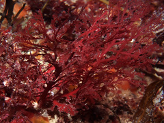 Sphaerococcus coronopifolius