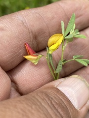 Crotalaria pumila