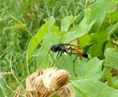Ammophila sabulosa