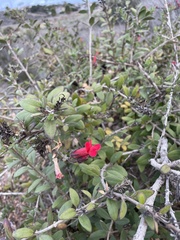 Gambelia