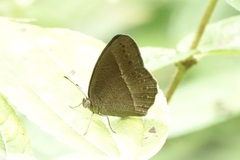 Mycalesis janardana
