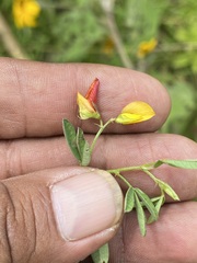 Crotalaria pumila