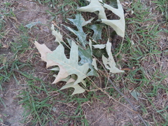 Callirhytis quercuscornigera