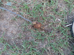 Callirhytis quercuscornigera