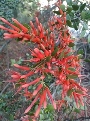 Peraxilla tetrapetala