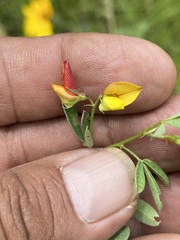 Crotalaria pumila