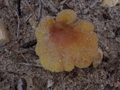 Hygrocybe conicoides