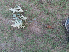 Callirhytis quercuscornigera