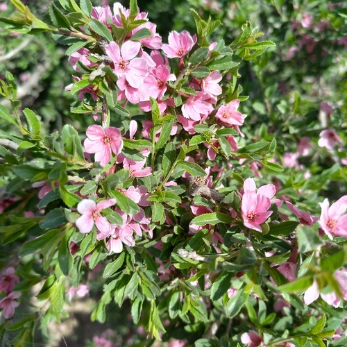 Prunus griffithii, photograph 5
