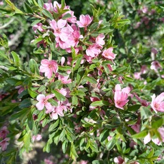 Prunus prostrata concolor