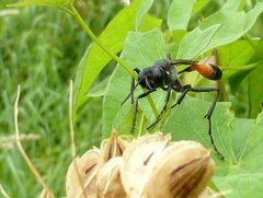 Ammophila sabulosa