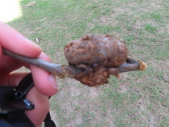 Callirhytis quercuscornigera