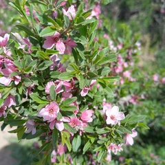 Prunus prostrata concolor