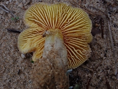 Hygrocybe conicoides