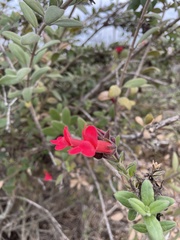 Gambelia