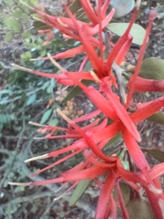 Peraxilla tetrapetala