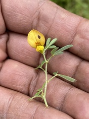 Crotalaria pumila
