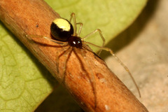 Neottiura bimaculata