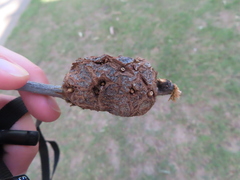 Callirhytis quercuscornigera