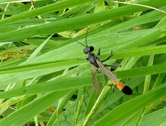 Ammophila sabulosa