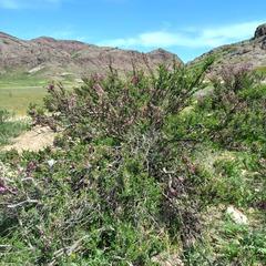 Prunus prostrata concolor