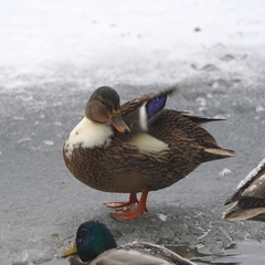 Anas platyrhynchos domesticus