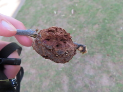 Callirhytis quercuscornigera