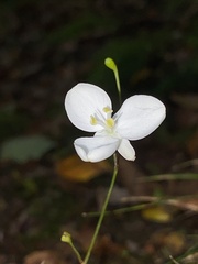 Libertia