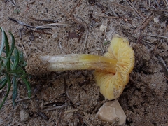 Hygrocybe conicoides