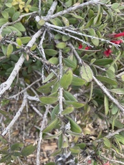 Gambelia