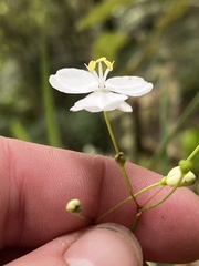 Libertia
