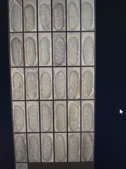 Hygrocybe conicoides