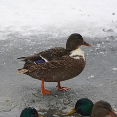 Anas platyrhynchos domesticus