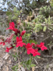 Gambelia