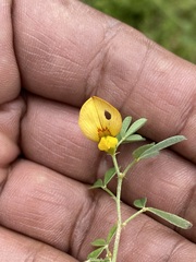 Crotalaria pumila