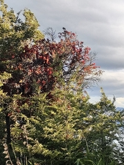 Peraxilla tetrapetala