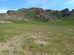 Prunus prostrata concolor