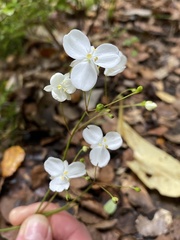 Libertia