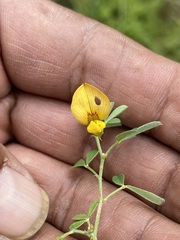 Crotalaria pumila
